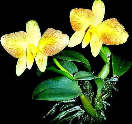 Sophronitis mantiqueira flava